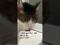 야밤에 습식 참치캔 먹고 기분좋아진 별 #cat #고양이 #일상 #집사 #간식캔 #참치캔 #야식