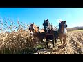 DRAFT HORSE FARMING: A History of our Farm & Finishing up Corn Harvest 2021!!