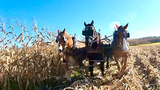 DRAFT HORSE FARMING: A History of our Farm & Finishing up Corn Harvest 2021!!