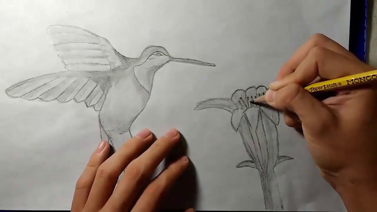 dibujar un colibrí a lápiz fácil y sencillo HD [720p] - thptnganamst.edu.vn