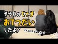 掃除のじゃま... じゃなくて、お手伝いしたよ！【0歳10ヶ月の大型犬】