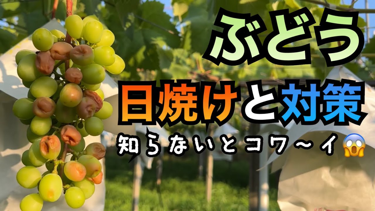 ぶどうの日焼けと対策〜傘かけと袋がけの効果〜