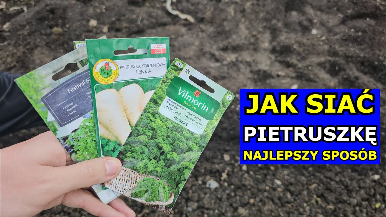 Jak siać Pietruszkę - Najlepszy Sposób. Siewy Pietruszki Korzeniowej i Naciowej Krok po Kroku Uprawa