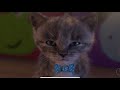 Play Fun Pet Care Kids Game - Little Kitten My Favorite Cat - Fun Cute Kitten Game #318
