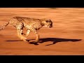 Lure training a cheetah