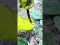 grafting a small plant stem carefully with yellow gloves during an agricultural activity outdoor