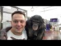 Дан Запашный и шимпанзе бонобо Боня | Прямой эфир 14.04.2021
