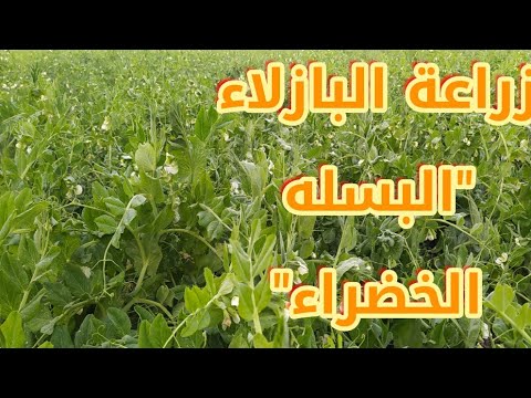 فيديو: صدأ البازلاء