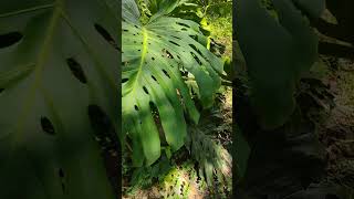 Ohhh Weeee I So Kno...