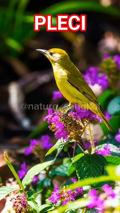 PLECI #bird #birdsound