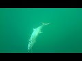 King Mackerel - Underwater Camera Trolling Spoons