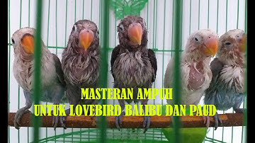 Masteran Ampuh Ngetik Ngekek Panjang Untuk Lovebird Balibu dan PAUD