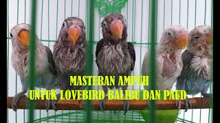 Download lagu Masteran Ampuh Ngetik Ngekek Panjang Untuk Lovebird Balibu Dan Paud mp3