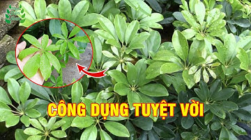 Công Dụng Bất Ngờ Của Cây Ngũ Gia Bì | Mẹo Dân Gian