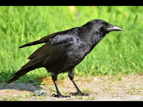 صوت الغراب نعيق الغراب     اصوات الحيوانات