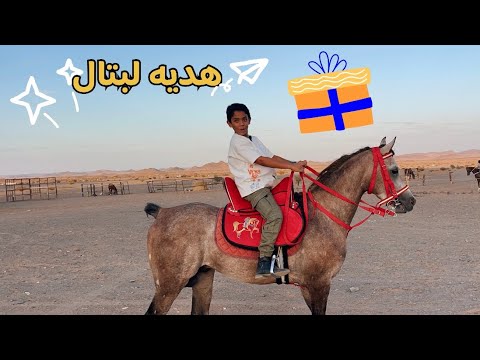 تجربة السرج المصري هديه مربط الشهد لبتال