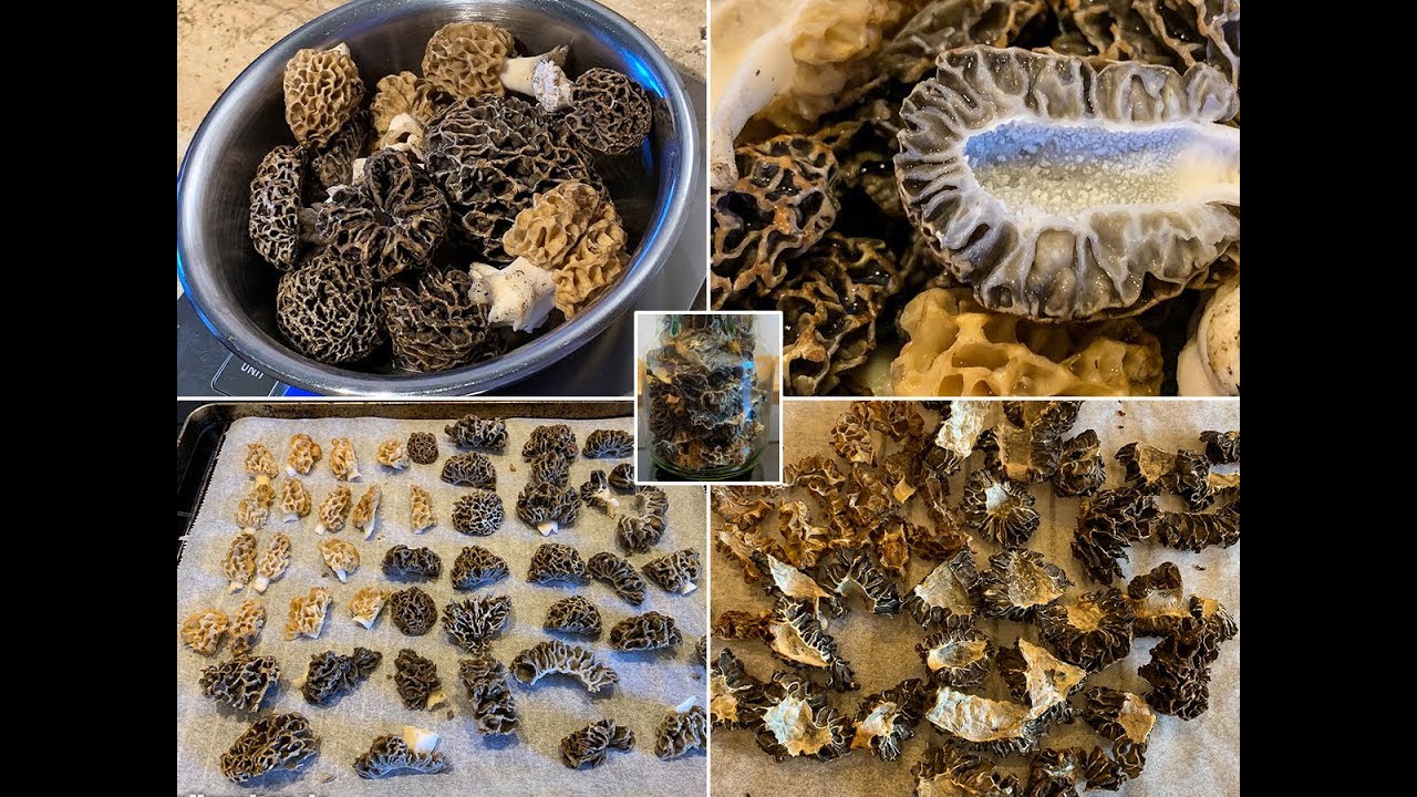 Pilze verarbeiten | Morcheln trocknen | Kurzanleitung | Speisemorcheln 2019 | Morels 2019