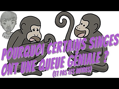 Vidéo: Pourquoi les singes du Nouveau Monde ont-ils des queues préhensiles ?