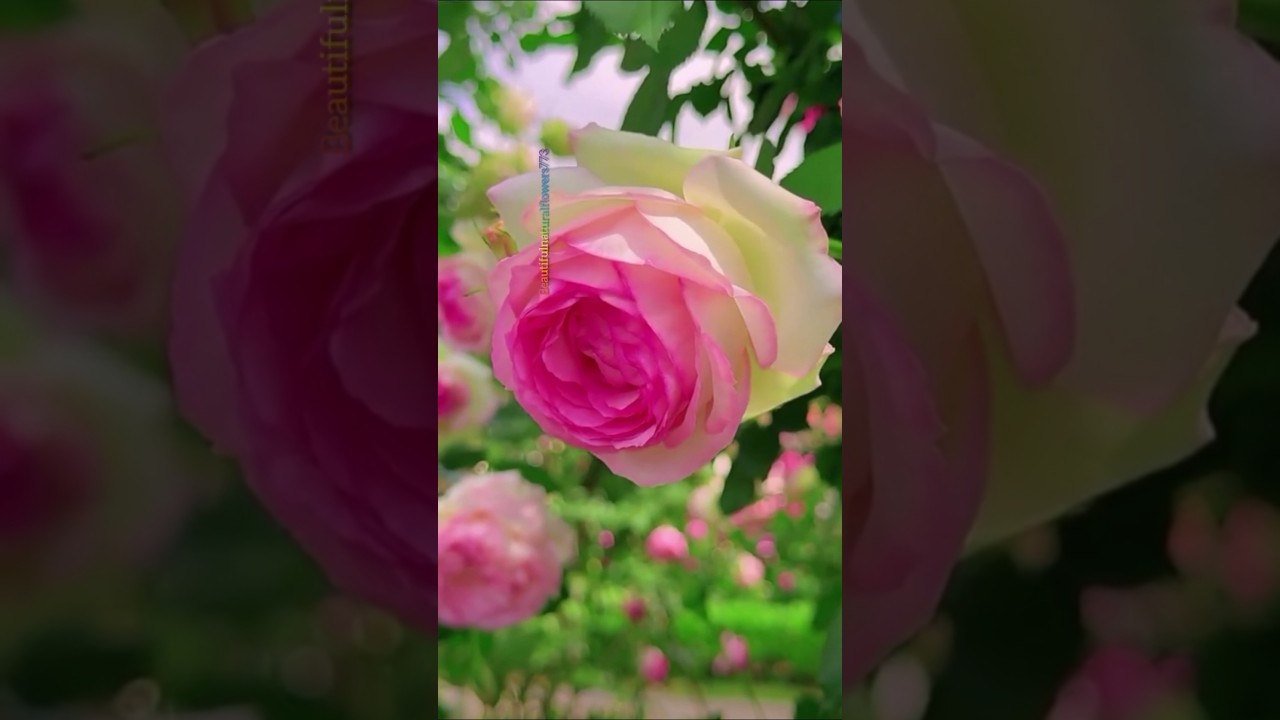 Beautiful Rose Status 