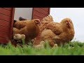 Chicks & Broody Hens: 2 broods in 1 coop aka House Turf Wars