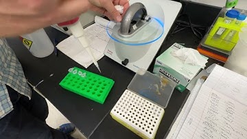 DNA quantification