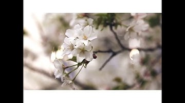 سورة القيامة للقارئ المغربي خليل ديدي