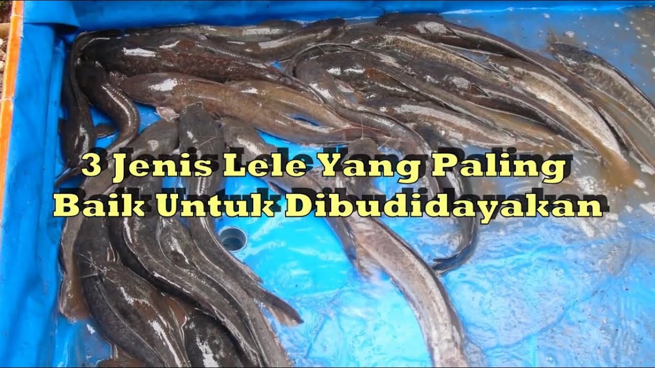 3 Jenis Lele Yang Paling Baik Untuk Dibudidayakan - YouTube