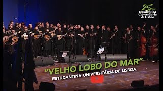 EUL - Velho Lobo do Mar chords