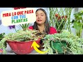 No Pierdas Tus Plantas Por Estos Errores! #plantas #jardin