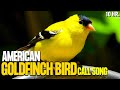 American Goldfinch Bird Call Song | Goldfinch Bird Singing | Goldfinch Bird Sounds for Relax, Sleep