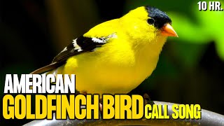 American Goldfinch Bird Call Song | Goldfinch Bird Singing | Goldfinch Bird Sounds For Relax, Sleep screenshot 5