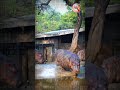 Hippos Breathe Underwater… Even While Sleeping? #hippo #wildlifewonders #amazinganimals