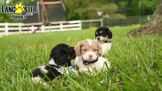 Precious Cockapoo Puppies