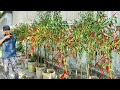 Great Tips You Can&#39;t Miss When Growing Chili Peppers At Home, High Yield Lots Of Fruits