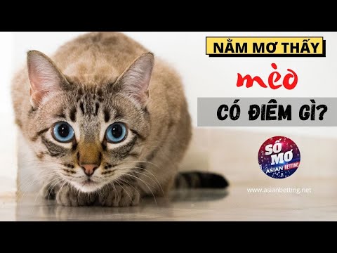 Giải mã giấc mơ thấy mèo - Đánh đề số nào may mắn | Asianbetting.net