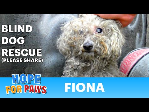 Blind dog rescue: Fiona - Please SHARE on FB & Twitter and help us raise awareness.  Thanks!