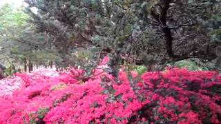 Alpine Garden in Everglades