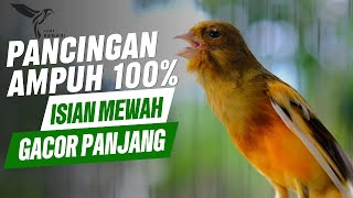 100% RESPON❗PANCINGAN KENARI PAUD GACOR PANJANG CEPAT BELAJAR BUNYI NGRIWIK #kenari
