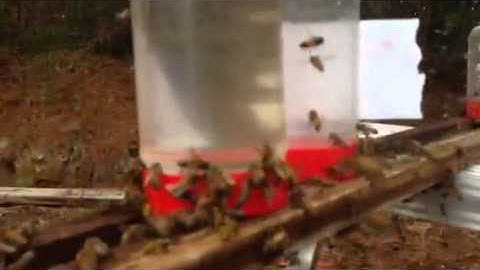 DIY bee feeders