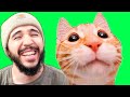 LES CHATS SONT HILARANTS LES CHATS SONT HILARANTS