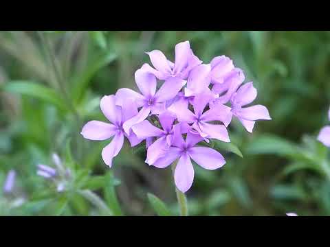 वीडियो: Phlox बालों वाली