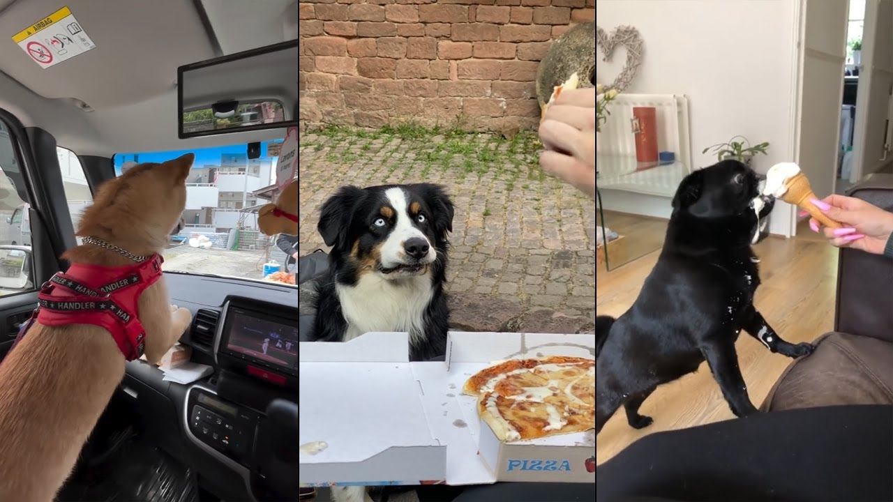 When your dog is funnier than your whole friend group