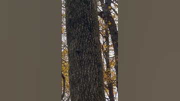 White-breasted Nuthatch climbing around a tree