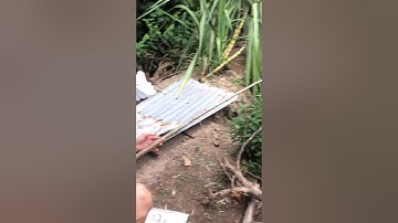 câu cá lóc bằng vịt con - catch snakehead by using small duck- tập 3