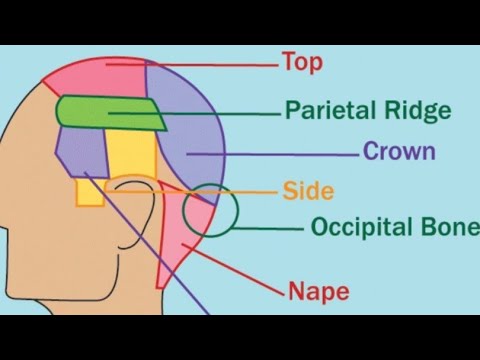 Anatomy of the head and the references used for the areas of the head in  haircuts and haircutting