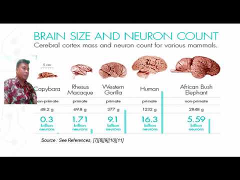 Introduction to Neuroscience