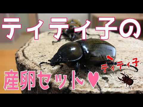 カブト虫、クワガタ虫等産卵飼育セット一式　ブロック崩し付き マルカン カブト虫クワガタ虫 カンタン飼育セット | チャーム