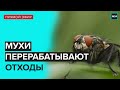 МУХИ ПЕРЕРАБАТЫВАЮТ ОТХОДЫ | Прямой эфир - Москва 24