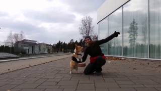 Dancing Corgi!