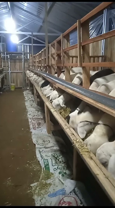 ternak kambing gembel